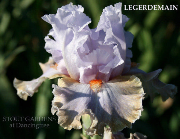 Iris LEGERDEMAIN