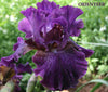 Iris ORIENTEER