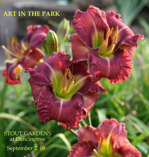 Daylily ART IN THE PARK
