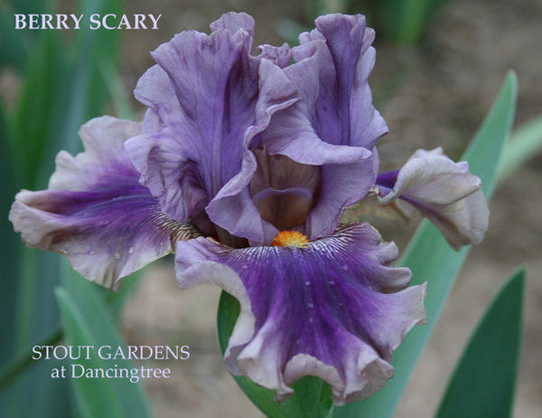 Iris BERRY SCARY
