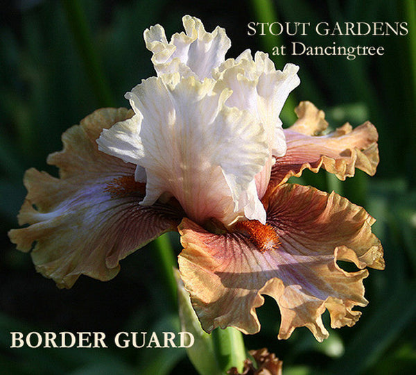Iris BORDER GUARD