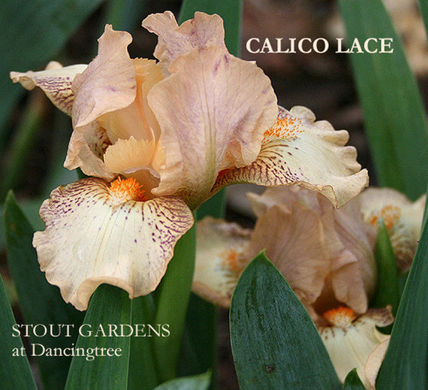 Iris CALICO LACE