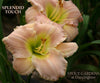 Daylily SPLENDID TOUCH