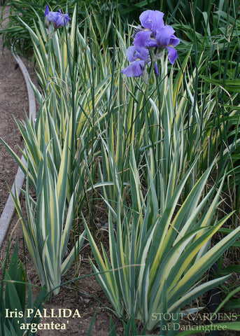 Iris Pallida 'Argentea Variegata' Zebra