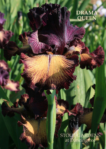 Iris DRAMA QUEEN