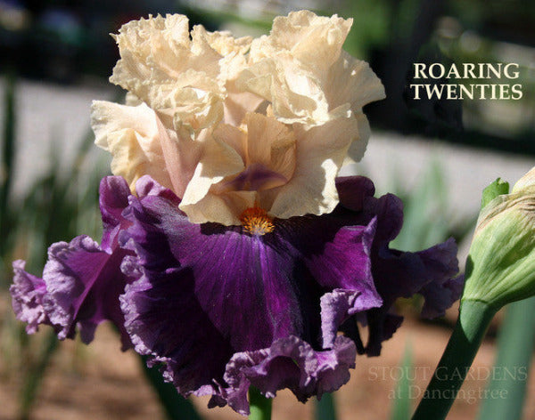 IRIS ROARING TWENTIES