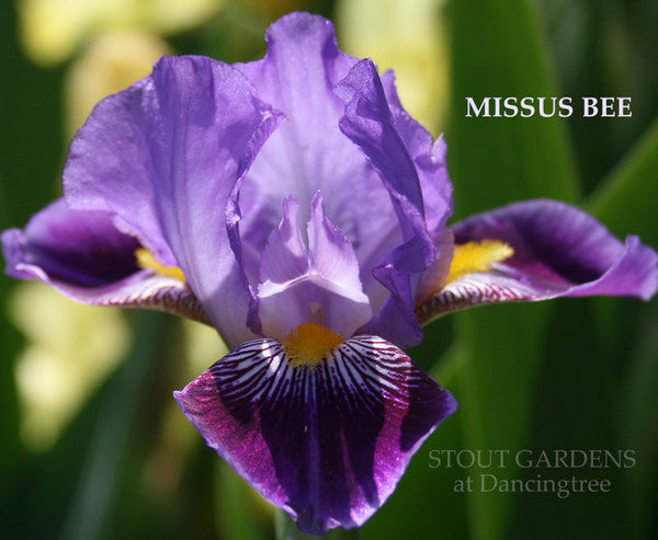 Iris MISSUS BEE