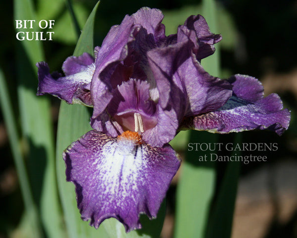 Iris BIT OF GILT