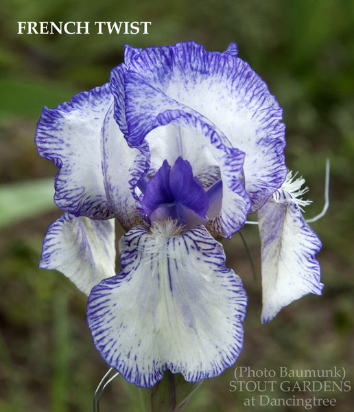 *Iris FRENCH TWIST