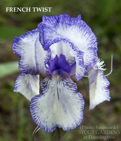 Iris French Twist