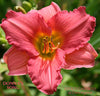 *Daylily DONNA'S SONG