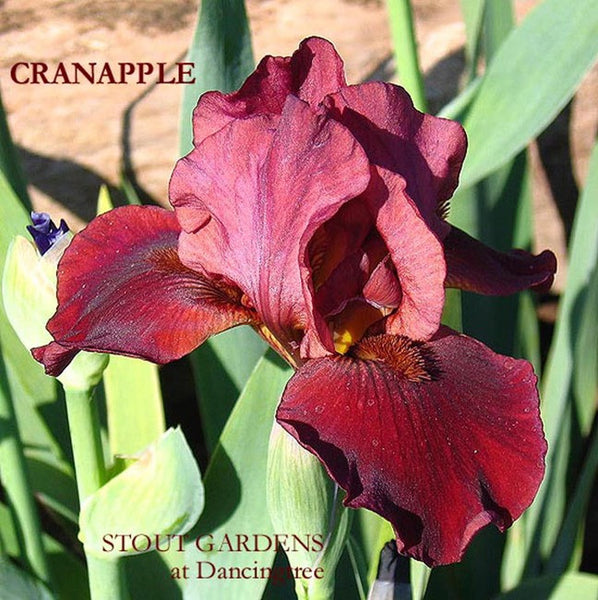 Iris CRANAPPLE