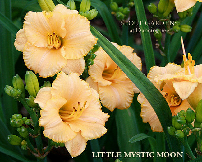 Daylily LITTLE MYSTIC MOON