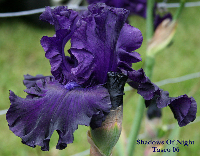 IRIS SHADOWS OF NIGHT