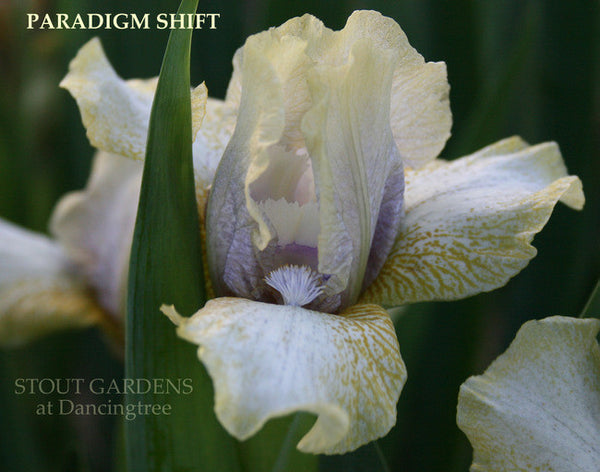 Iris PARADIGM SHIFT