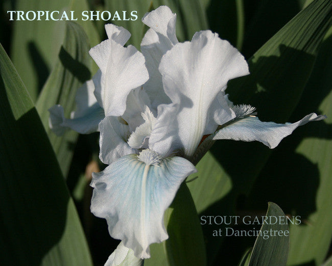 Iris TROPICAL SHOALS