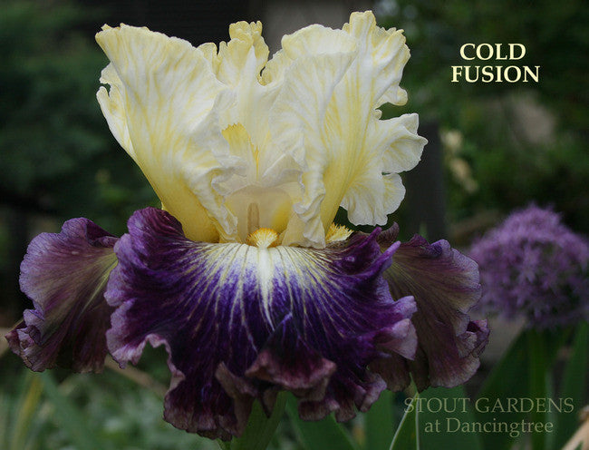 Iris COLD FUSION
