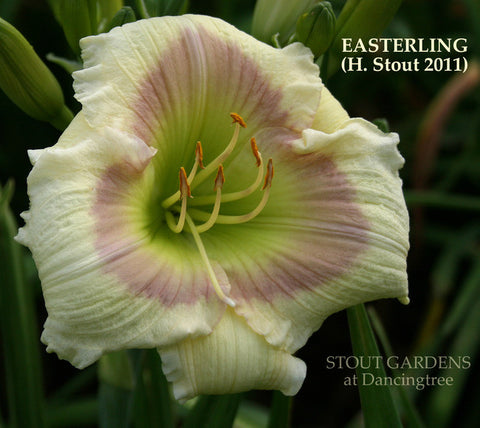 Daylily Easterling