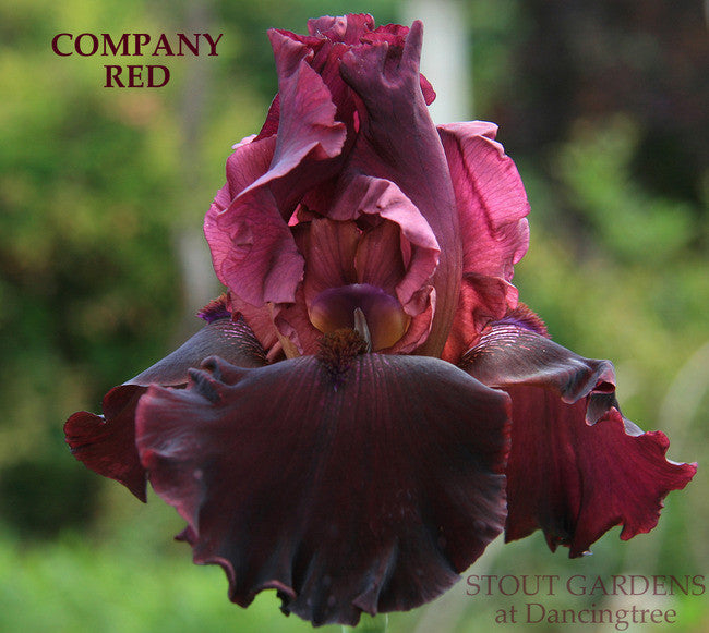Iris COMPANY RED