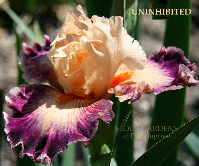 Iris UNINHIBITED