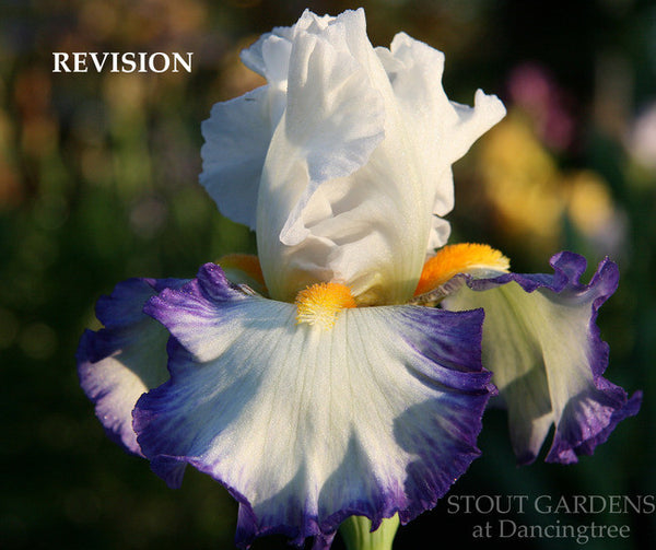 Iris REVISION