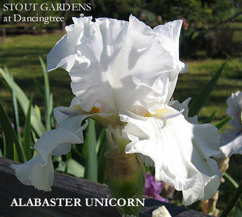 Iris Alabaster Unicorn