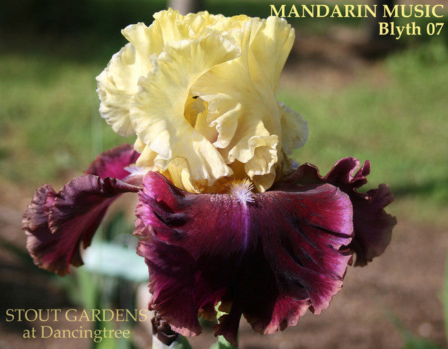Iris MANDARIN MUSIC
