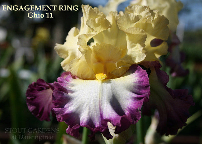 Iris ENGAGEMENT RING
