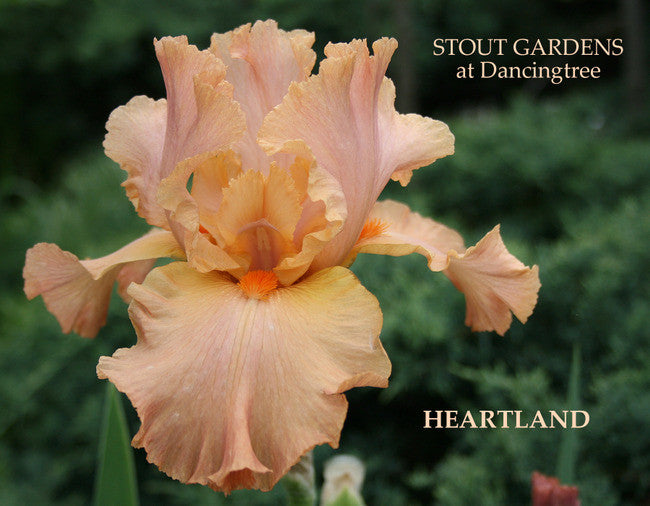 Iris HEARTLAND