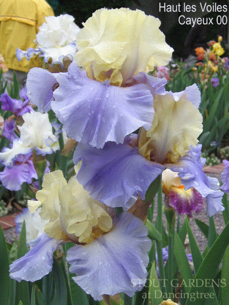 IRIS HAUT LES VOILES