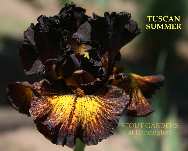 Iris TUSCAN SUMMER