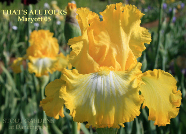 Iris THAT'S ALL FOLKS