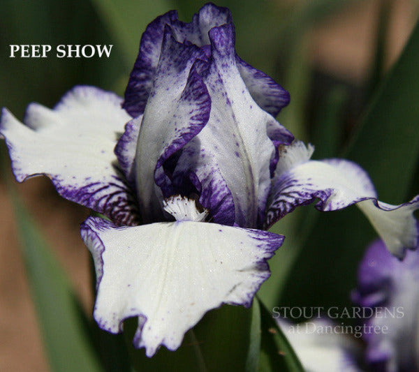 Iris PEEP SHOW