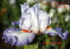 Iris POLESTAR
