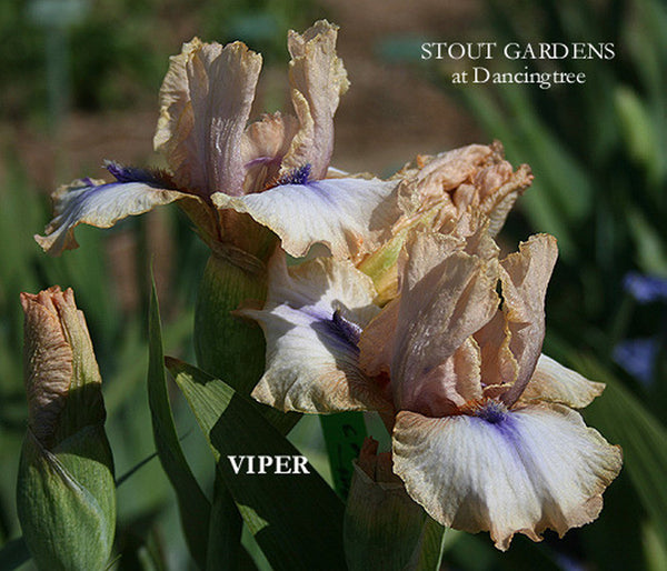 Iris VIPER
