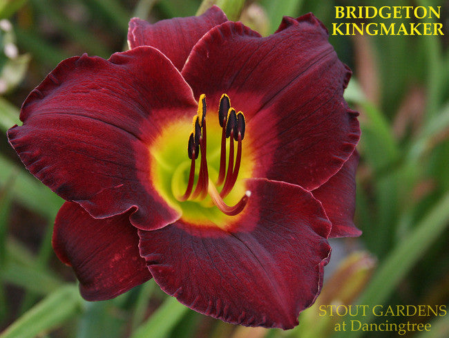 Daylily BRIDGETON KINGMAKER