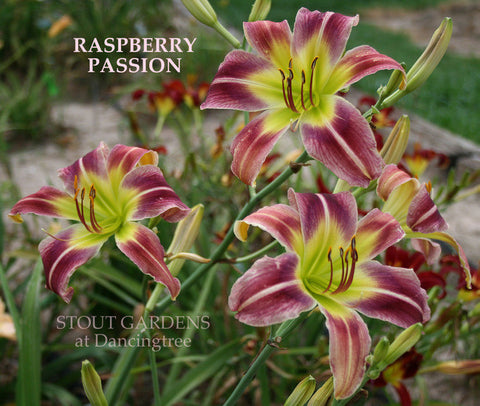 Daylily Raspberry Passion