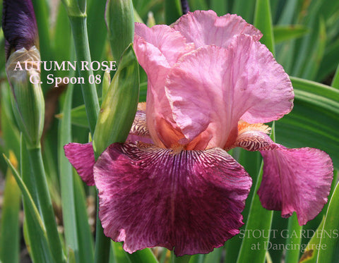 Iris Autumn Rose