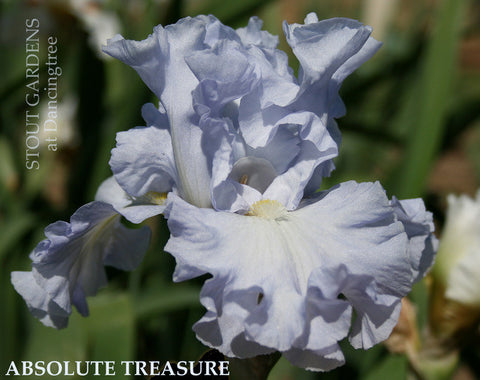 Iris Absolute Treasure