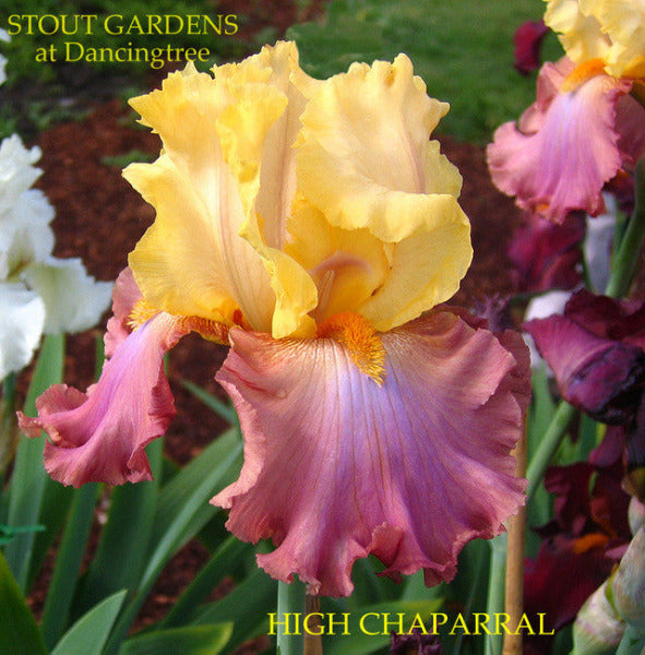 IRIS HIGH CHAPARRAL