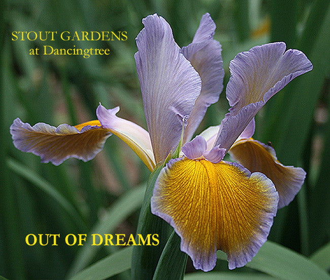Iris OUT OF DREAMS