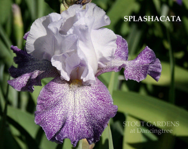 IRIS SPLASHACATA