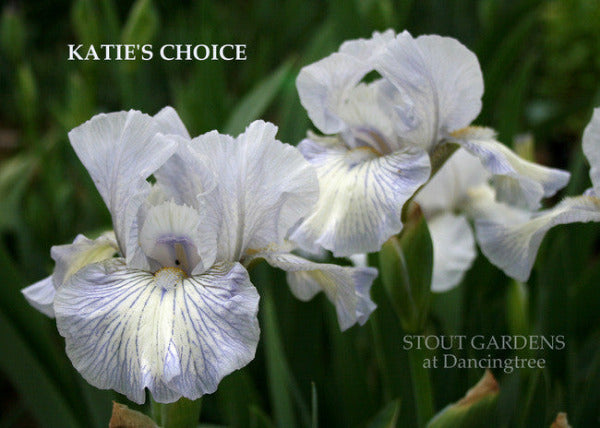 Iris KATIE'S CHOICE