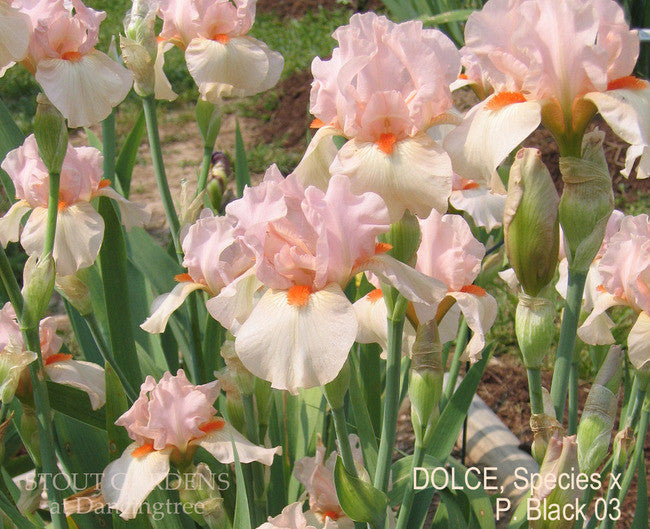 IRIS DOLCE'