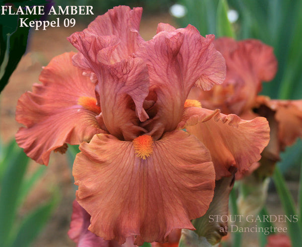 Iris FLAME AMBER