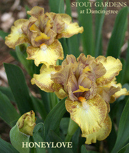 Iris HONEYLOVE