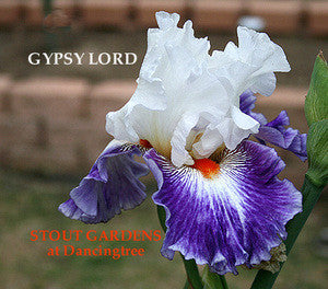 Iris Gypsy Lord