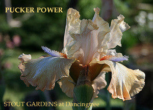 Iris PUCKER POWER