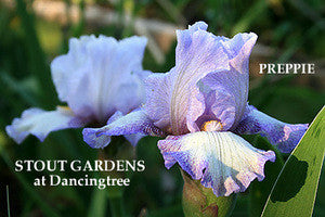 Iris Preppy