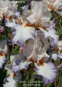 Iris EDGE OF EDEN